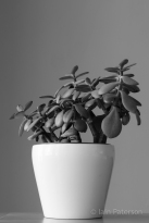 Succulents-5